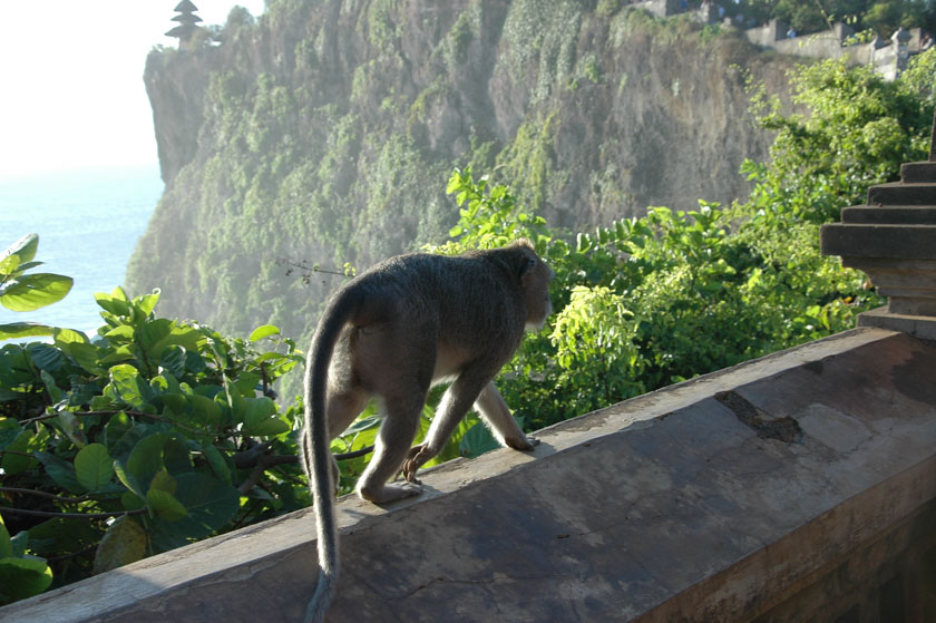 Simpáticos monos en el templo de Uluwatu