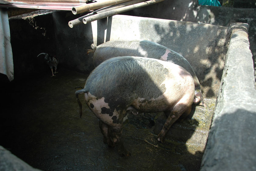 Cerdos balineses, un modo de subsistencia