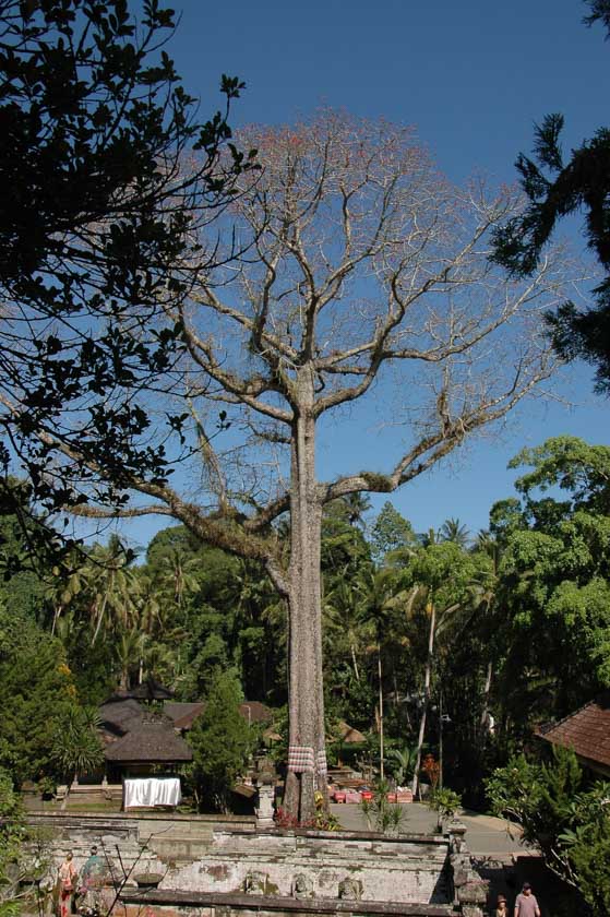 Increíble árbol en Goa Gajah