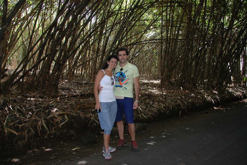 Un curioso boque de bambú al norte de Penglipuran