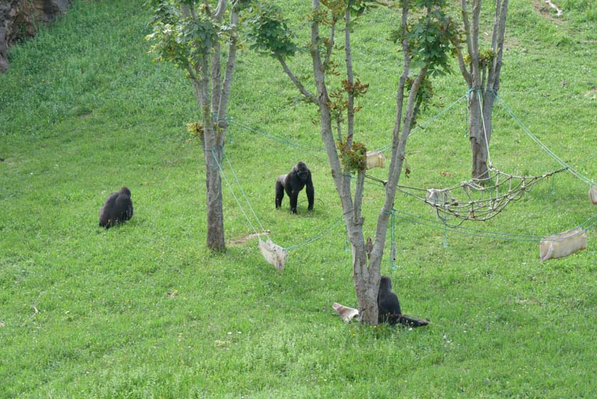 Espectacular vistas de los gorilas de Cabárceno